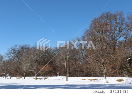 雪の公園 雪の公園 87181455