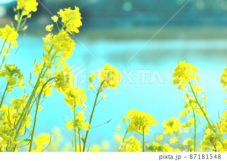 湖畔の菜の花 87181548
