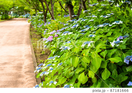 神奈川県横浜市 八景島シーパラダイス ~あじさい坂に咲く満開の紫陽花~ 神奈川県横浜市 八景島シーパラダイス ~あじさい坂に咲く満開の紫陽花~ 87181666