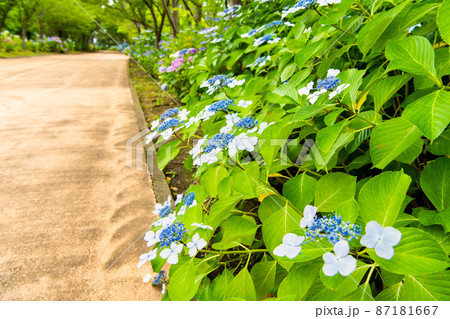 神奈川県横浜市 八景島シーパラダイス ~あじさい坂に咲く満開の紫陽花~ 神奈川県横浜市 八景島シーパラダイス ~あじさい坂に咲く満開の紫陽花~ 87181667