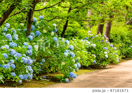 神奈川県横浜市 八景島シーパラダイス ~あじさい坂に咲く満開の紫陽花~ 神奈川県横浜市 八景島シーパラダイス ~あじさい坂に咲く満開の紫陽花~ 87181671