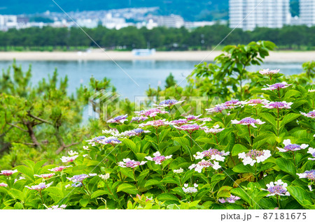 神奈川県横浜市 八景島シーパラダイス ~満開の紫陽花~ 神奈川県横浜市 八景島シーパラダイス ~満開の紫陽花~ 87181675