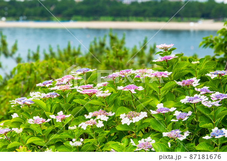 神奈川県横浜市 八景島シーパラダイス ~満開の紫陽花~ 神奈川県横浜市 八景島シーパラダイス ~満開の紫陽花~ 87181676