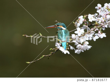 桜の枝にとまるカワセミ 桜の枝にとまるカワセミ 87181677