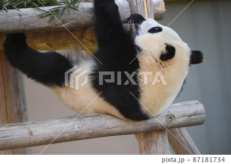 赤ちゃんパンダ 87181734