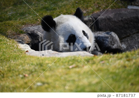 赤ちゃんパンダ 87181737