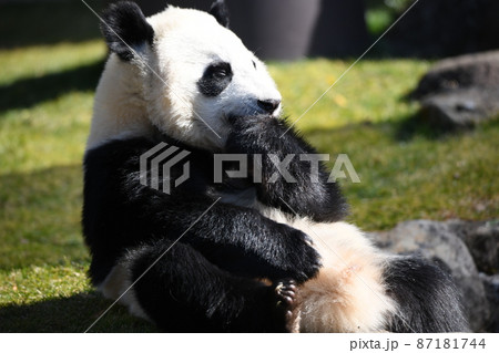 赤ちゃんパンダ 赤ちゃんパンダ 87181744