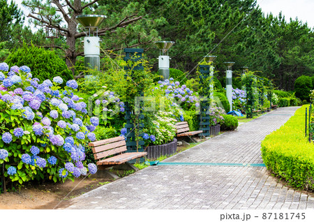 神奈川県横浜市 八景島シーパラダイス ~満開の紫陽花・丘の広場~ 神奈川県横浜市 八景島シーパラダイス ~満開の紫陽花・丘の広場~ 87181745