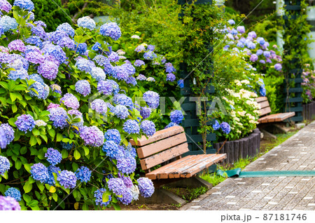 神奈川県横浜市 八景島シーパラダイス ~満開の紫陽花・丘の広場~ 神奈川県横浜市 八景島シーパラダイス ~満開の紫陽花・丘の広場~ 87181746