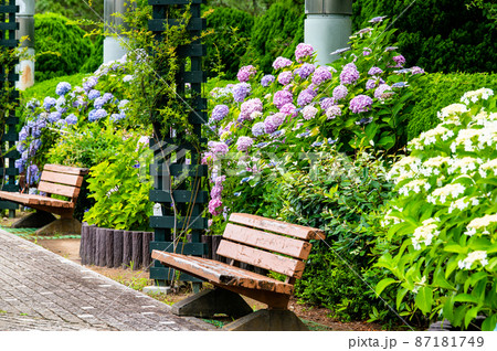 神奈川県横浜市 八景島シーパラダイス ~満開の紫陽花・丘の広場~ 神奈川県横浜市 八景島シーパラダイス ~満開の紫陽花・丘の広場~ 87181749