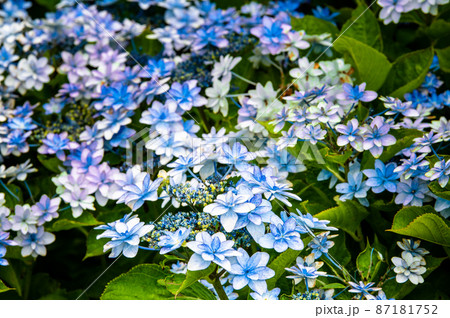 神奈川県横浜市 八景島シーパラダイス ~八景ブルー~ 神奈川県横浜市 八景島シーパラダイス ~八景ブルー~ 87181752