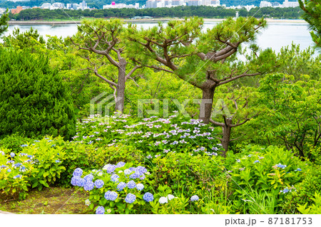 神奈川県横浜市 八景島シーパラダイス ~満開の紫陽花~ 神奈川県横浜市 八景島シーパラダイス ~満開の紫陽花~ 87181753
