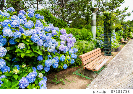 神奈川県横浜市　八景島シーパラダイス　～満開の紫陽花・丘の広場～ 87181758