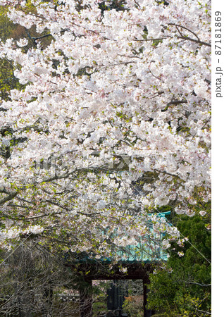 桜に埋もれる寺 87181869