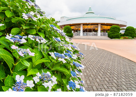 神奈川県横浜市 八景島シーパラダイス ~満開の紫陽花とメリーゴーラウンド~ 神奈川県横浜市 八景島シーパラダイス ~満開の紫陽花とメリーゴーラウンド~ 87182059