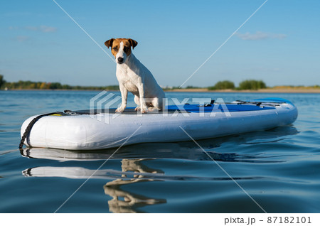 Jack russell terrier dog on a sup board. Summer sport 87182101