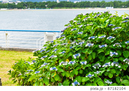 神奈川県横浜市　八景島シーパラダイス　～満開の紫陽花～ 87182104