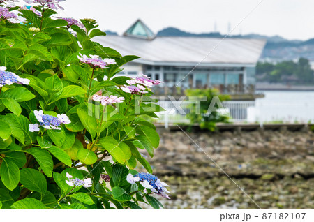 神奈川県横浜市 八景島シーパラダイス ~満開の紫陽花~ 神奈川県横浜市 八景島シーパラダイス ~満開の紫陽花~ 87182107