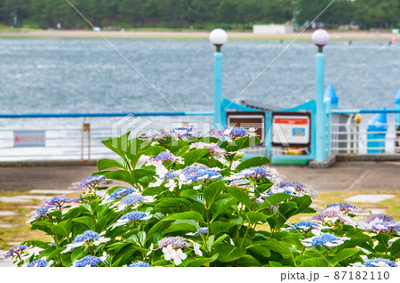 神奈川県横浜市 八景島シーパラダイス ~満開の紫陽花~ 神奈川県横浜市 八景島シーパラダイス ~満開の紫陽花~ 87182110