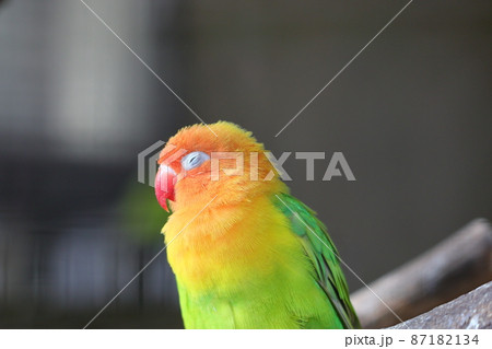 インコ 87182134
