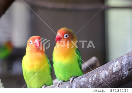 インコ 87182135