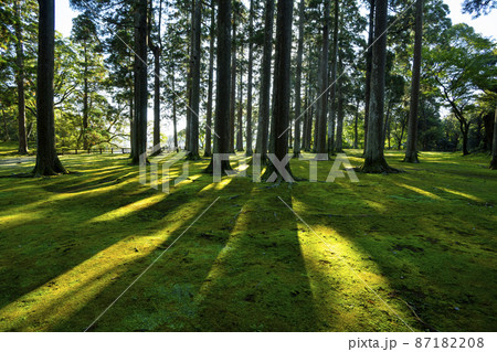 飫肥城と飫肥杉 87182208