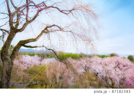 京都 天龍寺の望京の丘から臨む満開の桜と嵐山の風景 京都 天龍寺の望京の丘から臨む満開の桜と嵐山の風景 87182383