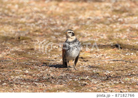 エサを探すツグミ　　 87182766