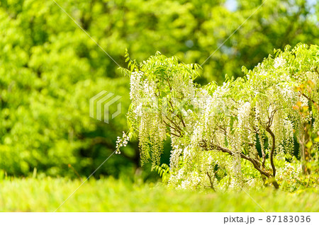 藤の花「新緑・池を背景に藤の花」(白野田藤)(鹿央古代の森)熊本県山鹿市 藤の花「新緑・池を背景に藤の花」(白野田藤)(鹿央古代の森)熊本県山鹿市 87183036