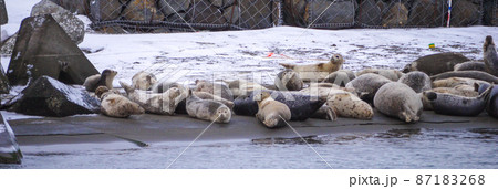 北海道稚内市・抜海港に越冬に集まったゴマフアザラシ 北海道稚内市・抜海港に越冬に集まったゴマフアザラシ 87183268