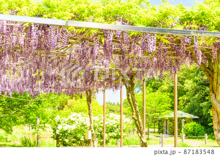 藤の花「新緑景色を背景に藤の花」(八重黒竜藤)(鹿央古代の森)熊本県山鹿市 藤の花「新緑景色を背景に藤の花」(八重黒竜藤)(鹿央古代の森)熊本県山鹿市 87183548