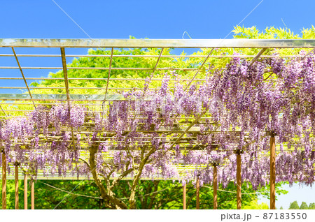 藤の花「春空・新緑景色を背景に藤の花」(八重黒竜藤)(鹿央古代の森)熊本県山鹿市 藤の花「春空・新緑景色を背景に藤の花」(八重黒竜藤)(鹿央古代の森)熊本県山鹿市 87183550