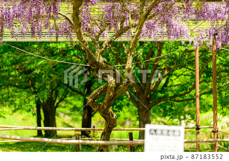 藤の花「新緑景色を背景に藤の花」(八重黒竜藤)(鹿央古代の森)熊本県山鹿市 藤の花「新緑景色を背景に藤の花」(八重黒竜藤)(鹿央古代の森)熊本県山鹿市 87183552