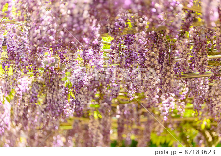 藤の花「八重黒竜藤のクローズアップ景色」Wisteria flowers(鹿央古代の森)熊本県山鹿市 藤の花「八重黒竜藤のクローズアップ景色」Wisteria flowers(鹿央古代の森)熊本県山鹿市 87183623