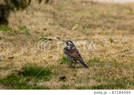 EOSRP.山口岩国、ツグミ一羽。 87184094
