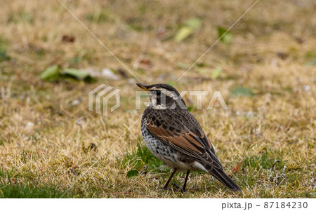 EOSRP.山口岩国、ツグミアップ。 87184230