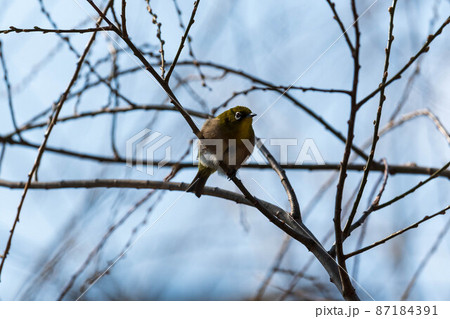 メジロ 87184391
