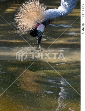 ホウジロカンムリツル・顔を洗う04 ホウジロカンムリツル・顔を洗う04 87184465