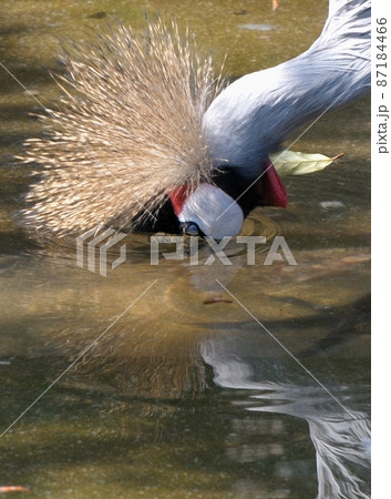 ホウジロカンムリツル・顔を洗う03 ホウジロカンムリツル・顔を洗う03 87184466