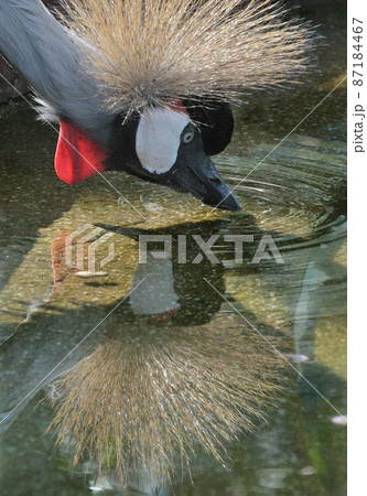 ホウジロカンムリツル・顔を洗う02 ホウジロカンムリツル・顔を洗う02 87184467