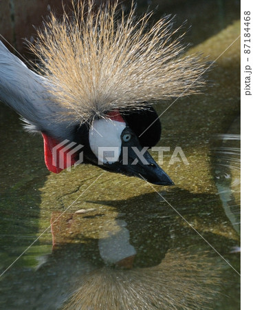 ホウジロカンムリツル・顔を洗う01 ホウジロカンムリツル・顔を洗う01 87184468