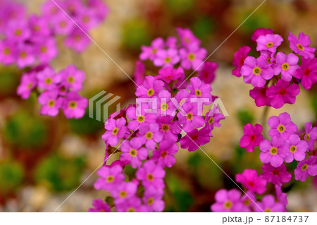 箱根湿生花園　サキシフラガルズナイス 87184737