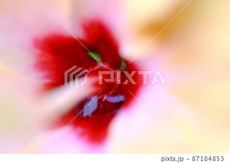 a Big flower of hibiscus and the green leaves at the background. 87184853