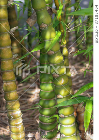 a Bamboos grass family Poaceae, Bamboo stalk 16 May 2005 a Bamboos grass family Poaceae, Bamboo stalk 16 May 2005 87185464