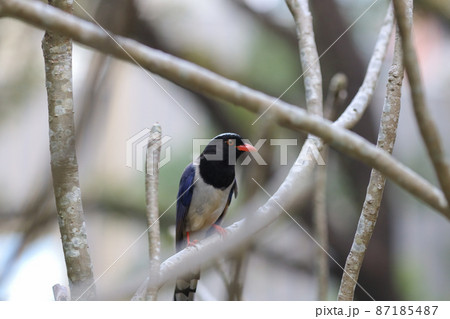 an Urocissa erythroryncha, Red Billed Blue Magpie 87185487