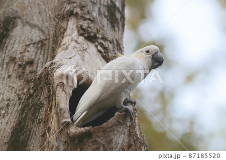 a Cacatua galerita, Sulphur crested Cockatoo sitting on the branch 87185520