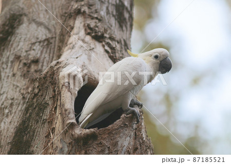 a Cacatua galerita, Sulphur crested Cockatoo sitting on the branch a Cacatua galerita, Sulphur crested Cockatoo sitting on the branch 87185521