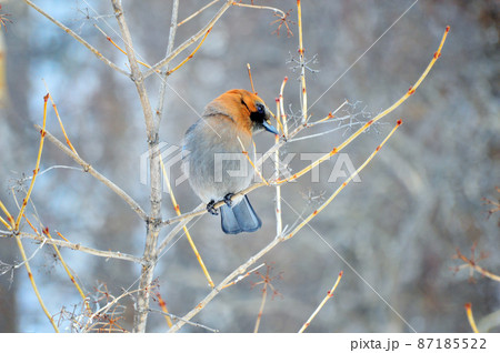 A jay bird sits on the branches of a Viburnum tree. She turned her head sideways. The jay (Latin Garrulus glandarius) is a bird of the genus of jays of the Vranov family of the order sparrow-like. A jay bird sits on the branches of a Viburnum tree. She turned her head sideways. The jay (Latin Garrulus glandarius) is a bird of the genus of jays of the Vranov family of the order sparrow-like. 87185522