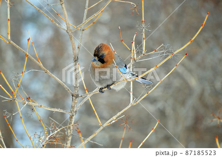A jay bird sits on the branches of a Viburnum tree. Spring. The jay (Latin Garrulus glandarius) is a bird of the genus of jays of the Vranov family of the order sparrow-like. 87185523