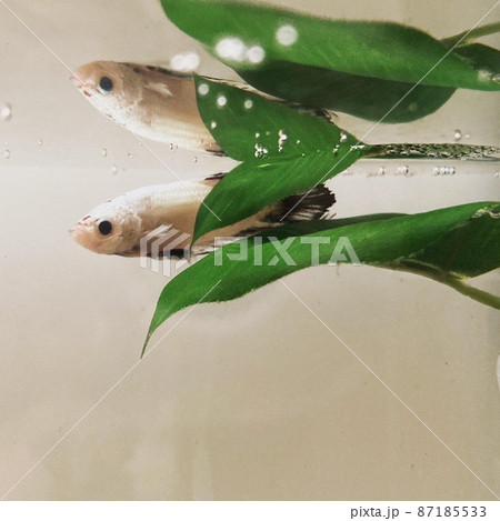 51【複数購入割引】ベタ 熱帯魚 ひとやすみリーフ （日本ベタ 